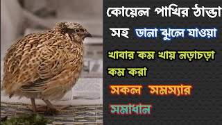 কোয়েল পাখির ঠান্ডা লাগা। ডানা ঝুলে যাওয়া। খাবার কম খাওয়া।নড়াচড়া কম করা।সকল সমস্যার সমাধান।