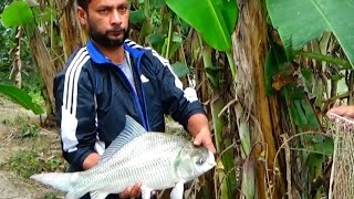 Big catla fish hunting on Rajshahi, shilinda