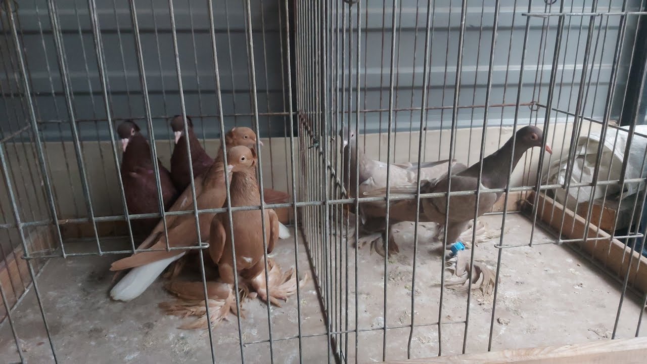 Tak wygląda wysyłka i poczta przyjmuje 👍 Wysyłam weszfance łapciate koledze 🫠 Trenig przez lote 💪👌💪