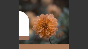 Scintillating Moods for Weekday Work Mode