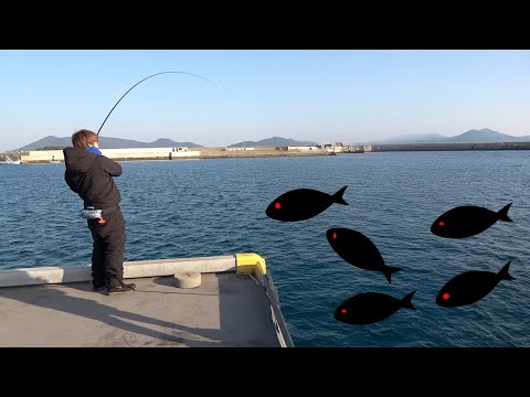 That high-quality fatty winter fish continues to be caught at the ferry terminal...!