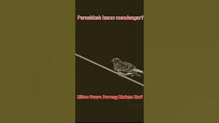 Download lagu Mitos di Tanah Jawa : Suara burung malam hari pertanda apa? #shorts