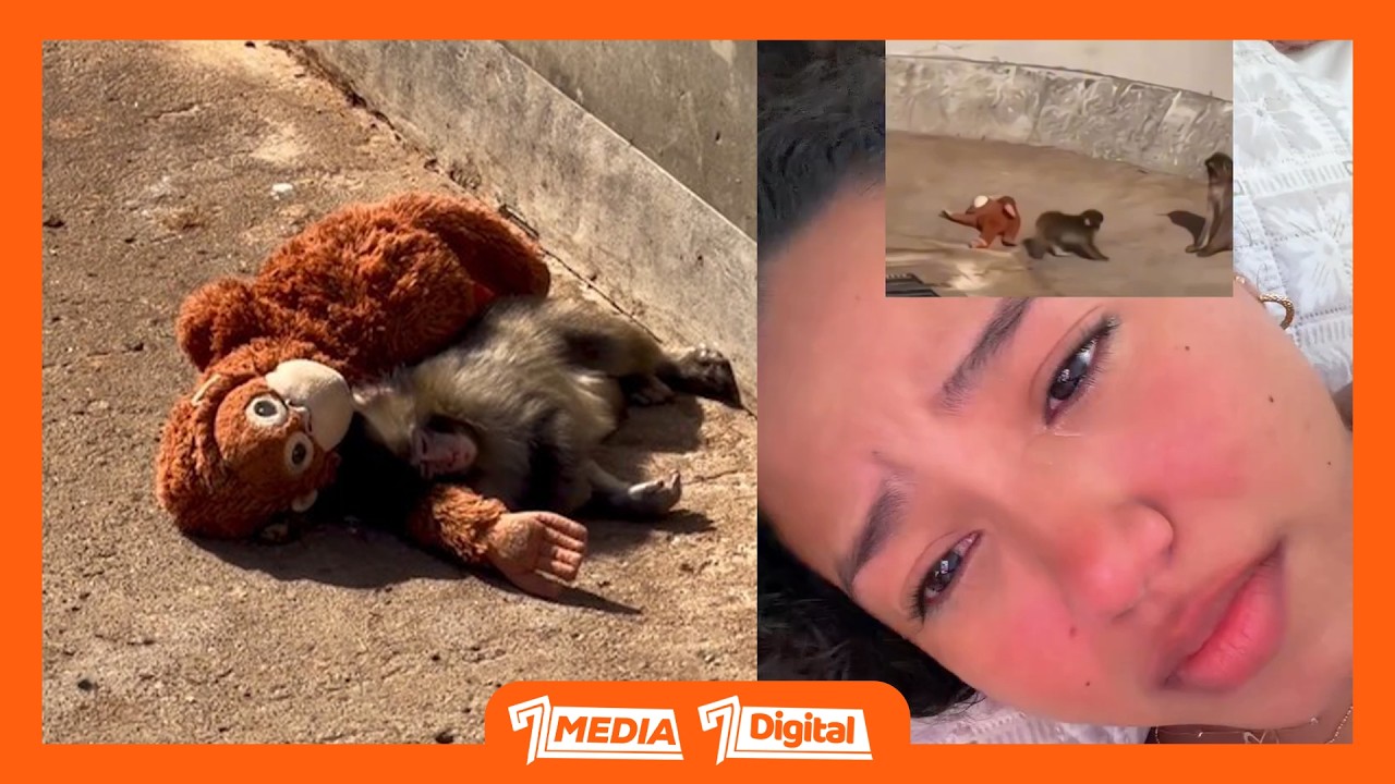 NYANI ALIYETENGWA NA KUKATALIWA NA MAMA YAKE, AWALIZA WENGI DUNIANI, APEWA MDOLI KUMLIWAZA.