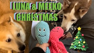 🐙🎄LUNA & MEEKO CHRISTMAS🎄🐙