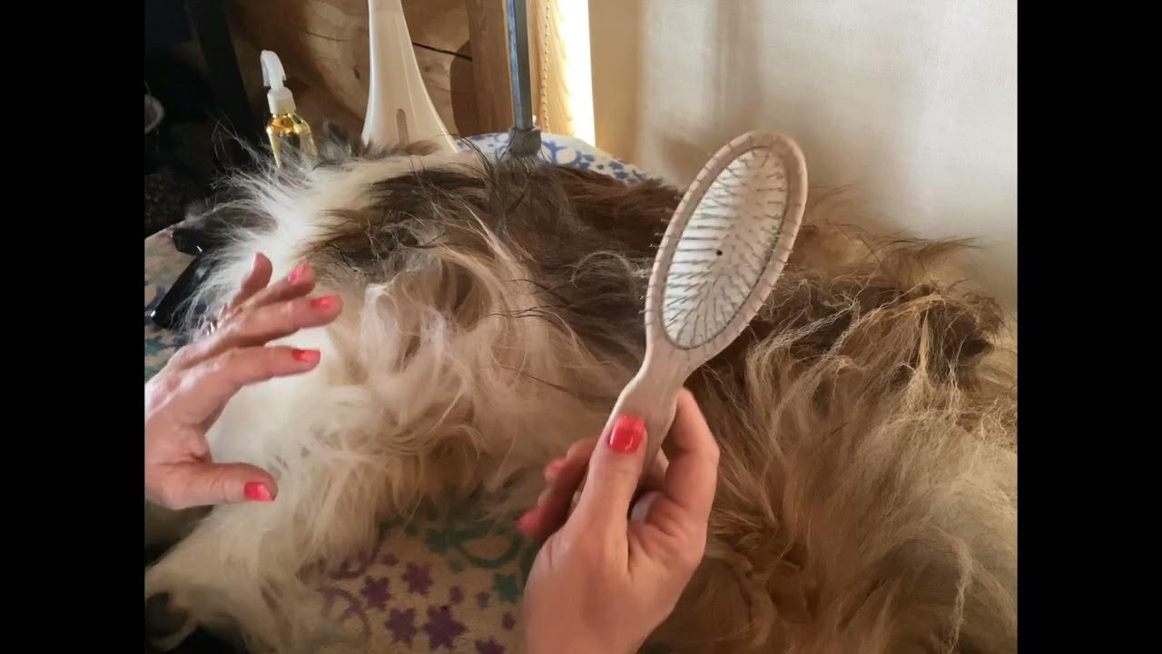 Grooming Shelties Line brushing Part 1 YouTube