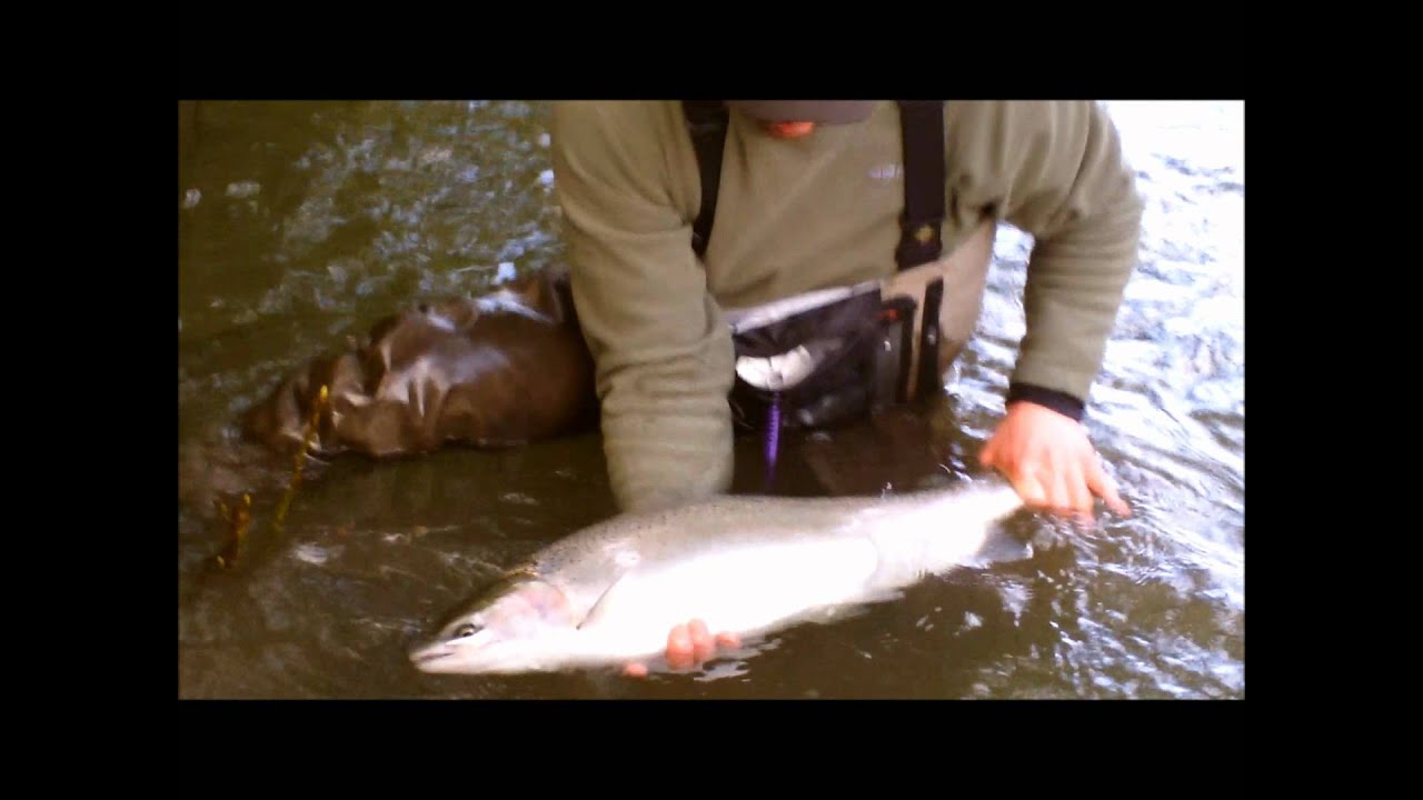 Olympic Peninsula Wild Steelhead