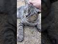 何とも可愛らしい声で撫でて貰って喜ぶサバトラ猫ちゃん #Shorts
