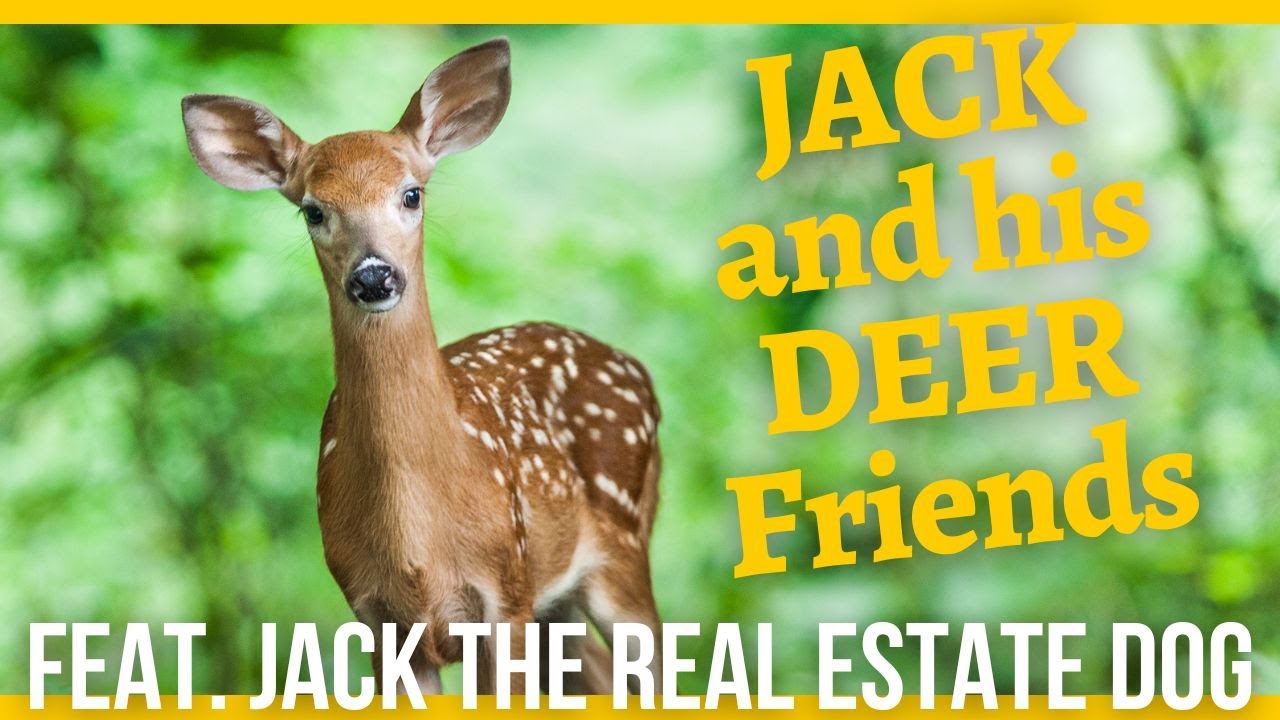 JACK the Real Estate Dog with His DEER Friends YouTube