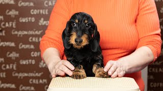 Dachshund wirehaired miniature (Такса ж/ш мини) ,ZVENIDACHS MALTA (3 months).