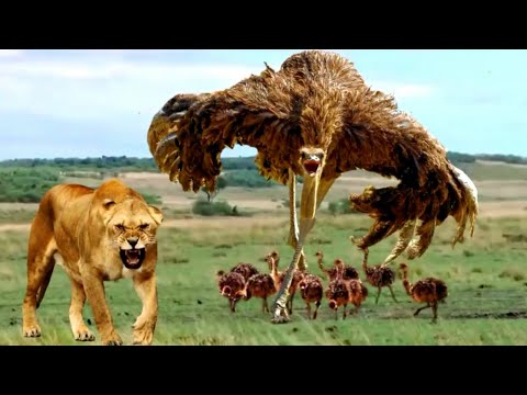 حيوانات برية تطارد عائلة النعام رد الأم الصادم جعلهم يهربون عالم الحيوان