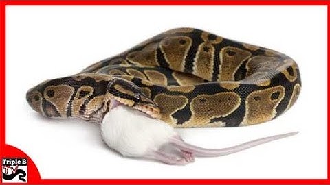 Ball Python Feeding Frequency - Ep.91