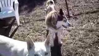Bark Park Antics ~ Part 3 ~