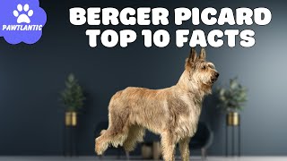 Berger Picard Dog  Top 10 Facts | Dog Facts