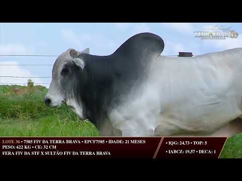 LOTE 36   EPCF 7505