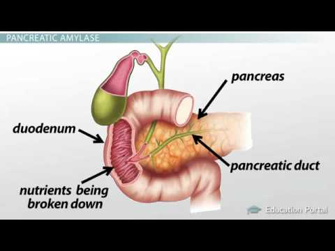 Wideo: Dlaczego pankreatyna jest używana w eksperymencie trawienia?