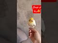 قربون حرف زدنت بره مااااادر Birds کلیک لایک Funny تورکیا ترند Sabscrab 