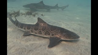 La Jolla Leopard Sharks- A View From Above And Below