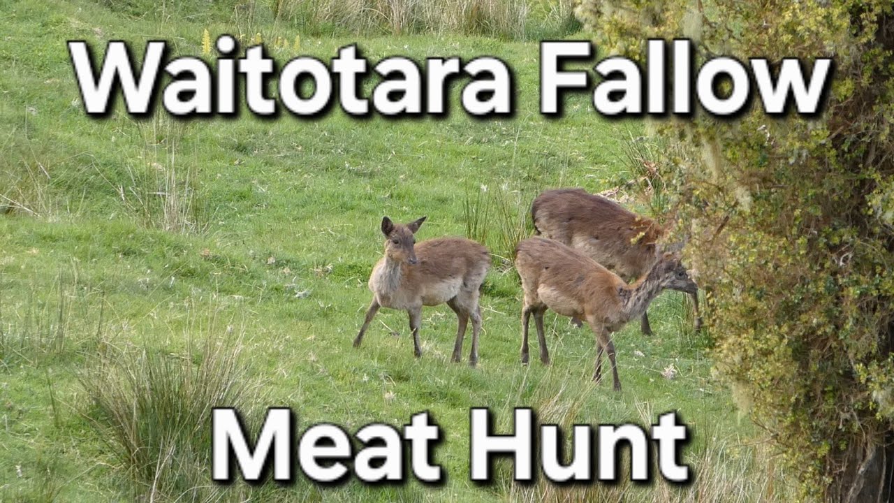 Waitotara Fallow Meat Hunt