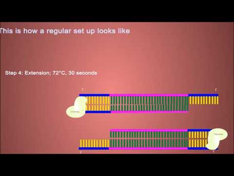 فيديو: أي البوليميراز لا يتطلب قالبًا؟