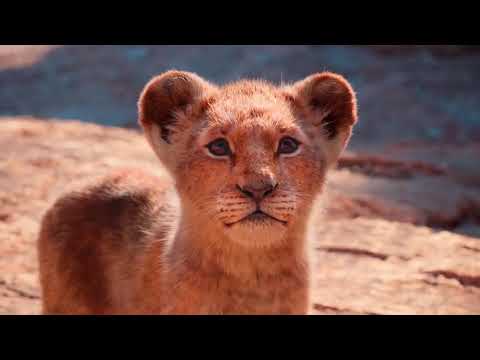 Papaoutai Stromae (Afro Soul) - The Lion King Cinematic Tribute (Fan Made)
