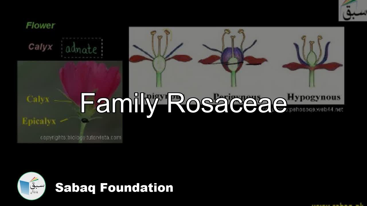 Rosaceae, Biology Lecture | Sabaq.pk