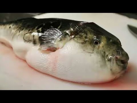 7 Manfaat Ikan Buntal Bagi Kesehatan Tubuh || Ikan Beracun Dengan Segudang Manfaat