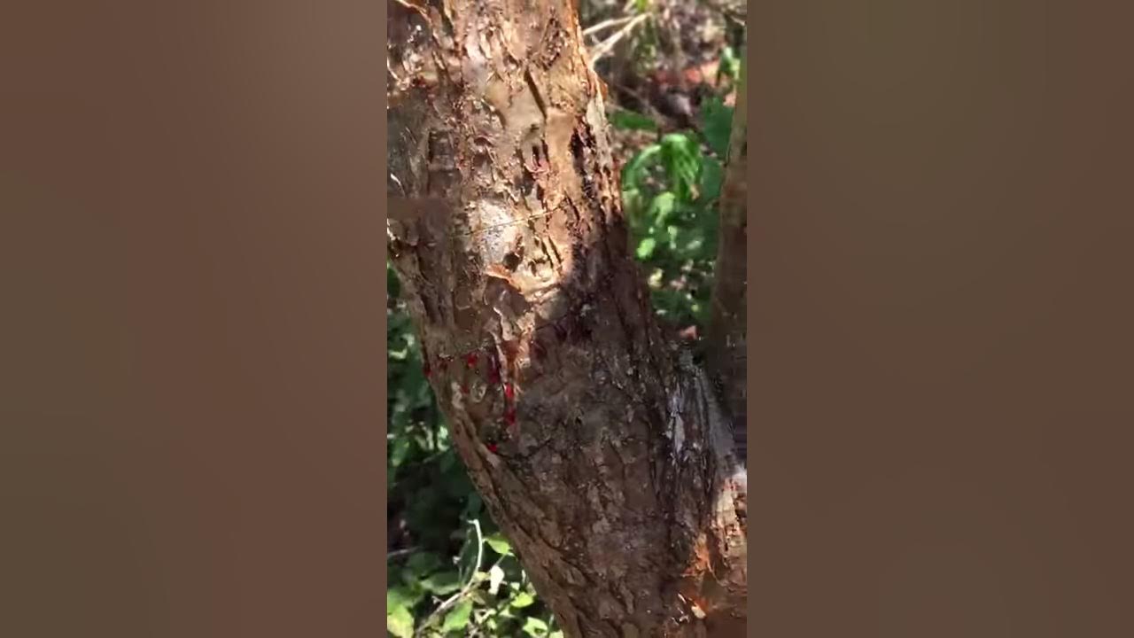 Tree bleed blood on Good Friday 🇯🇲🇯🇲🇯🇲 YouTube