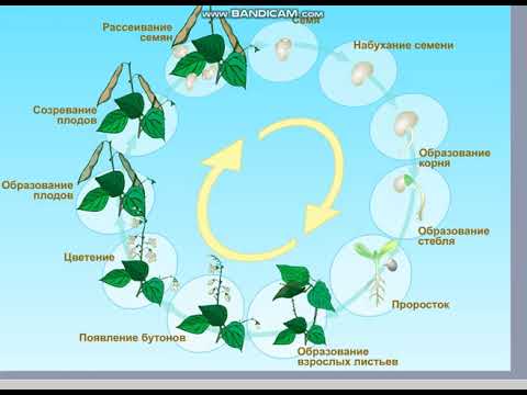 Естествознание "Какие этапы развития  бывают  у растений"