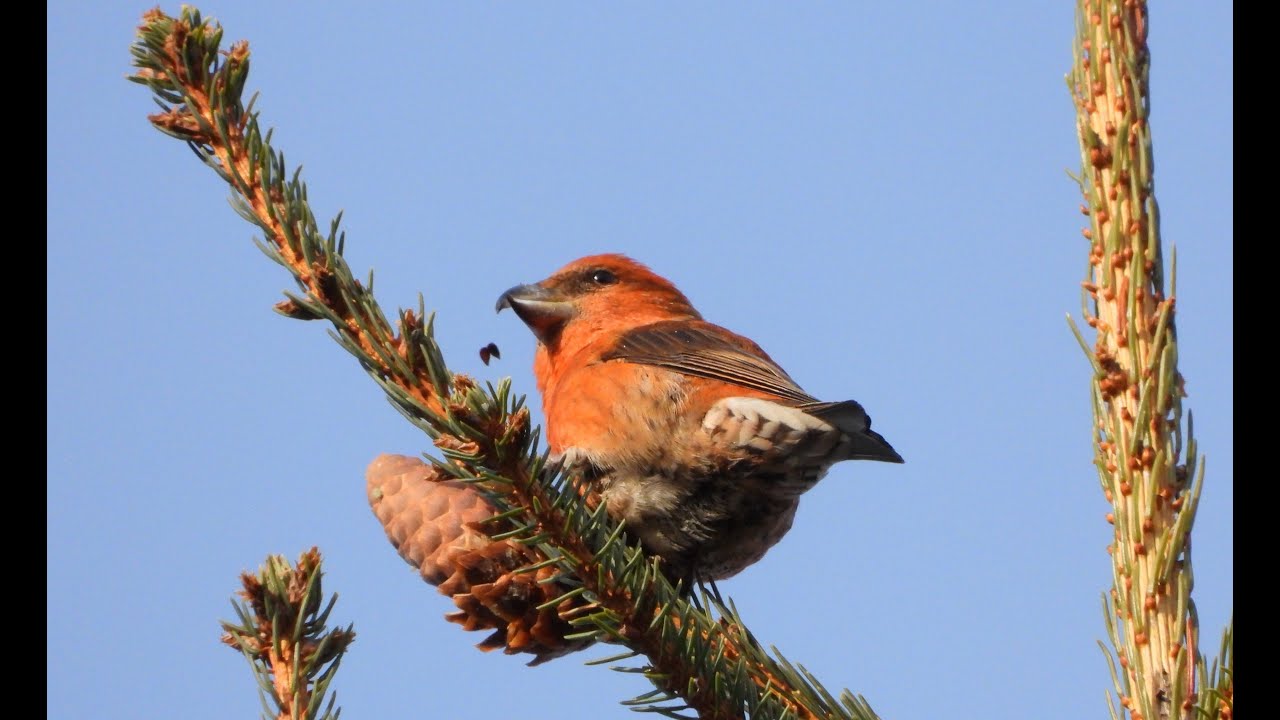 Обеденный перерыв. Клесты. Чиж и Зарянка - YouTube