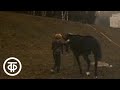 Рыжий, серый, вороной и всадница. О чемпионке по конному спорту Елене Петушковой (1986)