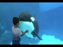 Orca Family Playing with Crowd