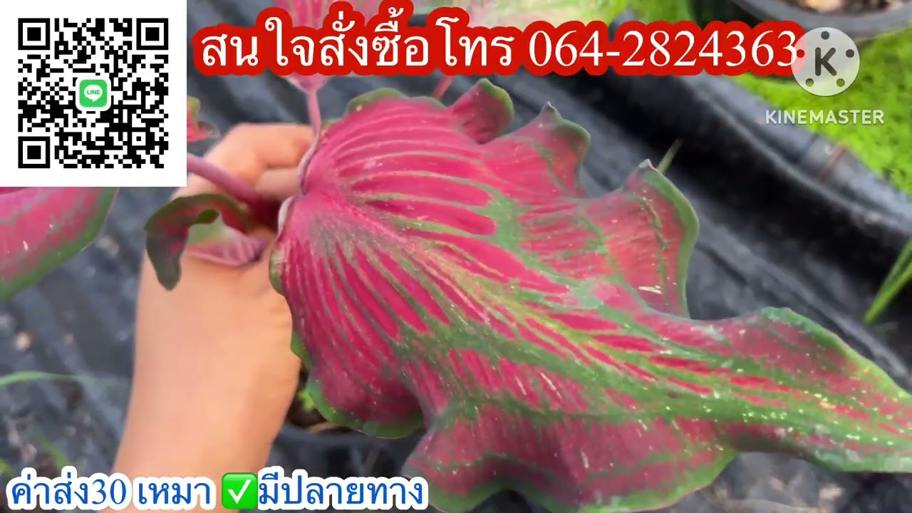 Ep.1291 แบ่งบอนสีสวยๆ บอนสีนอกตู้☎️โทร064-2824363