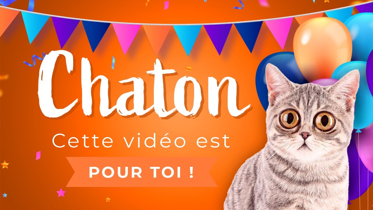 Joyeux Anniversaire Chaton Youtube