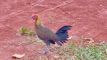 Saib ntsuag qaib dib ua ke nawb 2025