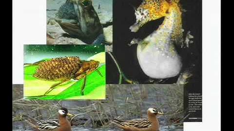 Darwin and Your Sex Life - 2 of 10 - Darwin and You Lecture Series