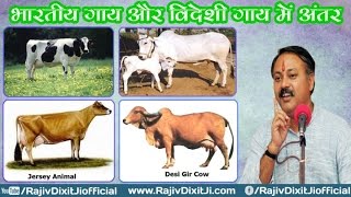 Do Not Drink Jarsi Cow Milk By Rajiv Dixit Ji