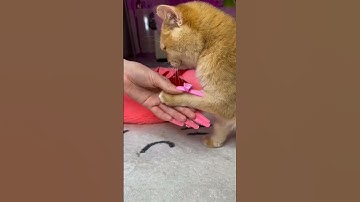 Beautiful Cats video innocent cat video viral cat video #cat #viralvideo #viralcat #catlover