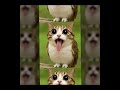ehhehehe-#meowl 😎😎