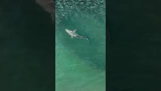 Spinner Shark in Menhaden- New York Short