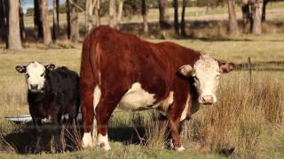 From Cow to Cone - ADV 325