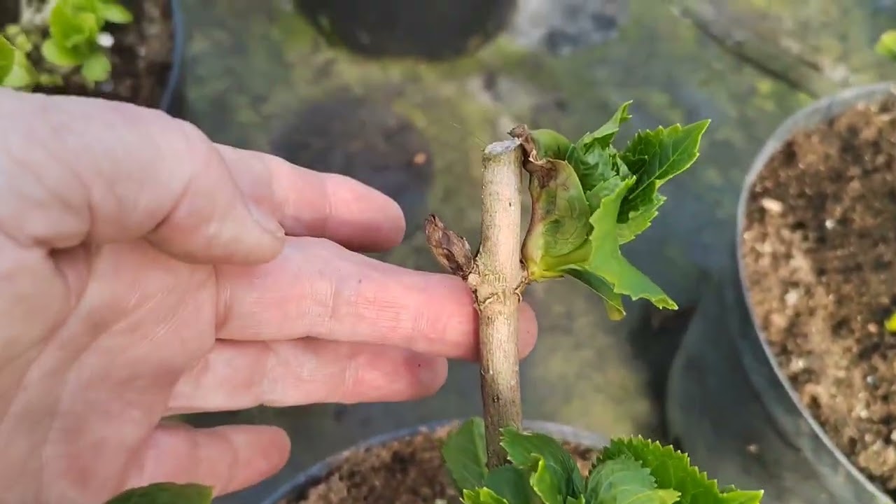 Обзор гортензий в теплице 2 марта 2026г 