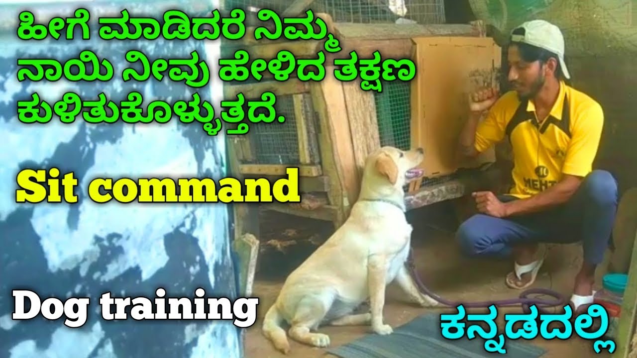 How to teach sit command to your puppy /dog Labrador retriever DOG