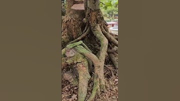 #0939332359👉🏻Siêu Bông Sài Gòn ghép tứ quý cụm rừng bonsai/full clip kênh #cscầnthơhg #shorts