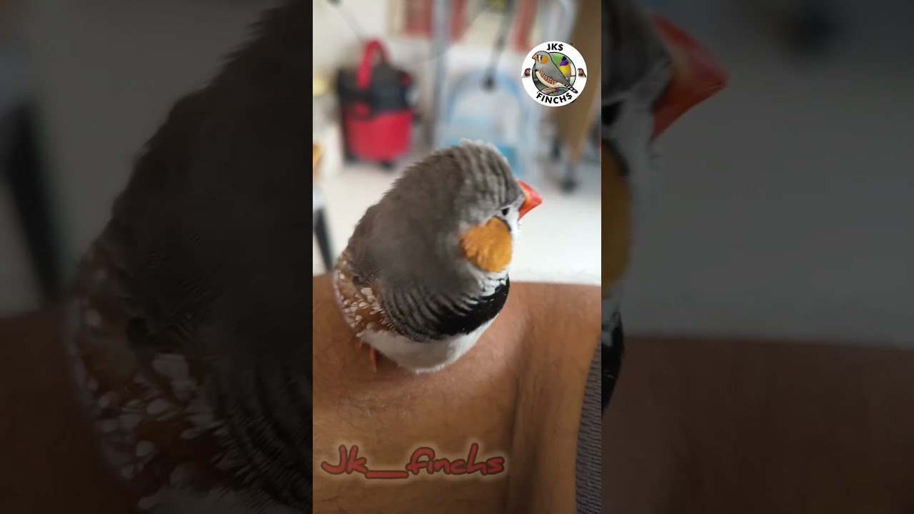 Little zebra finch with his cute voice 