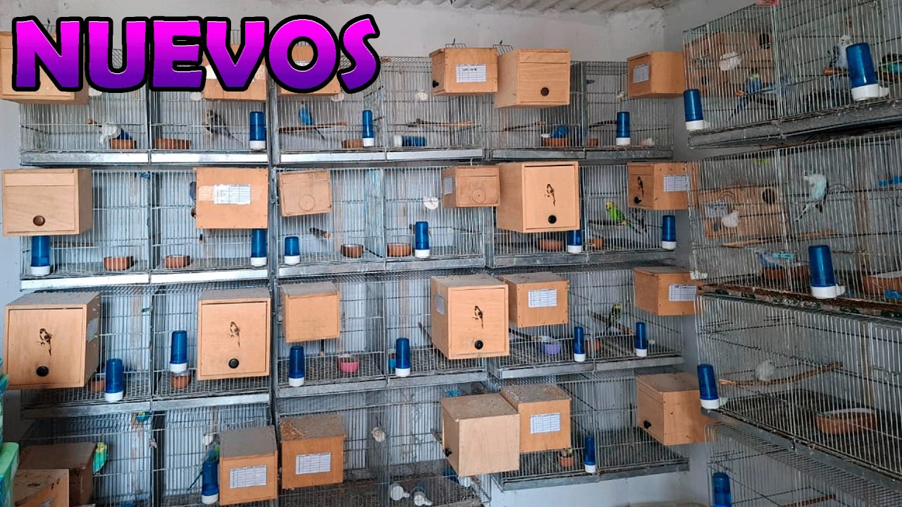 NUEVA AVES EN EL AVIARIO.😎😎