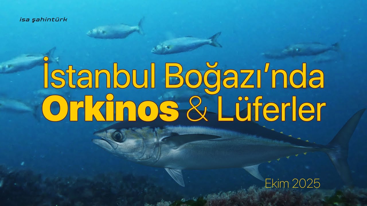 İstanbul Boğazı'nda Orkinos ve Lüferler  |  5 Ekim 2025