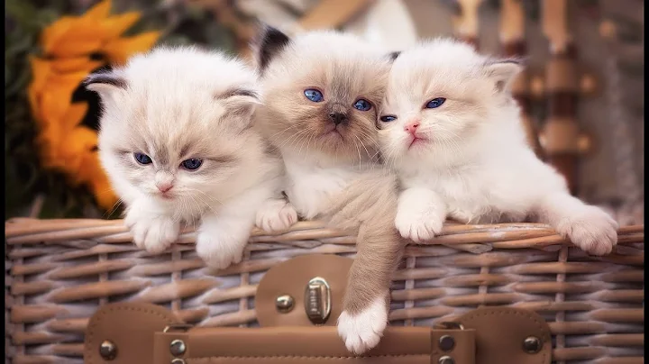 Watch the video about Adorable Cat Compilation | Cute Kittens in Funny Moments | Must-See for Cat Lovers!