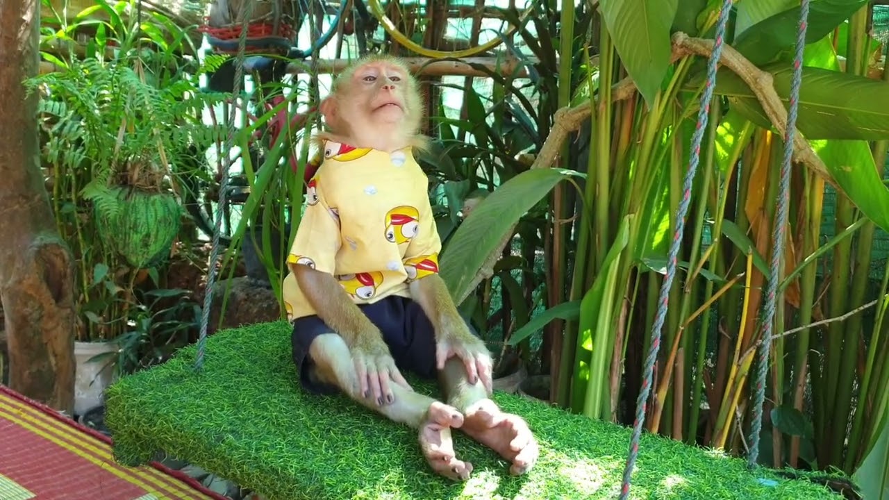 What lovely monkey Yoko reaction so adorable /Koko&Yoko official