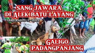 Sang jawara di Alek.. batulayang(Galigo team padang panjang🏆🏆🏆🏁🏁