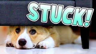 Corgi Puppy Gets Stuck Under The Couch